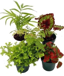 Terrarium & Fairy Garden Live Plants - 5 Small Potted Plants 2 inch pots - Image 2