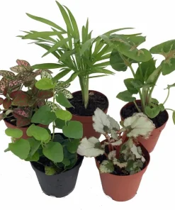 Terrarium & Fairy Garden Live Plants - 5 Small Potted Plants 2 inch pots - Image 3
