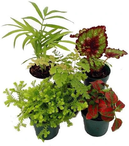 Terrarium & Fairy Garden Plants - 5 Live Plants, 2 inch pots - Assorted Varieties - Image 2