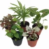 Terrarium & Fairy Garden Plants - 5 Live Plants, 2 inch pots - Assorted Varieties - Image 1