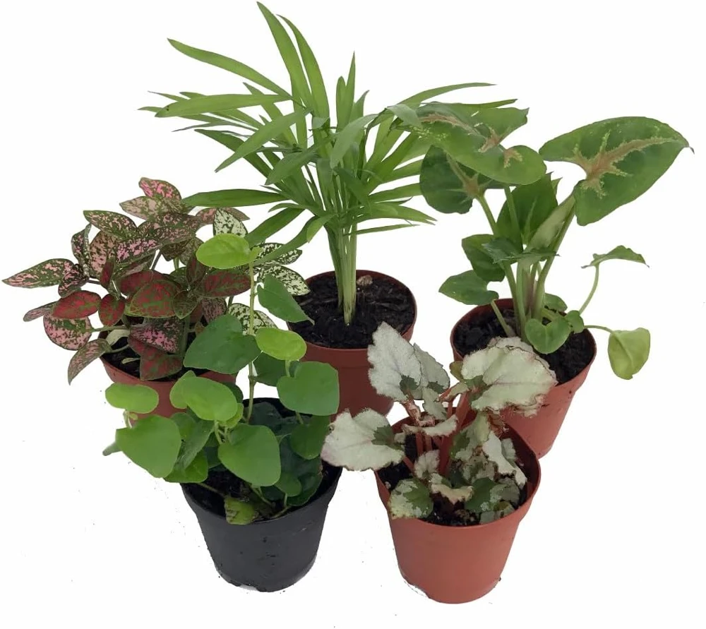 Terrarium & Fairy Garden Plants - 5 Live Plants, 2 inch pots - Assorted Varieties - Image 1