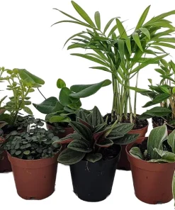 Terrarium & Fairy Garden Plants - 8 Live Plants, 2" Pots, Assorted - Image 2