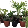 Terrarium & Fairy Garden Plants - 8 Live Plants, 2" Pots, Assorted - Image 1
