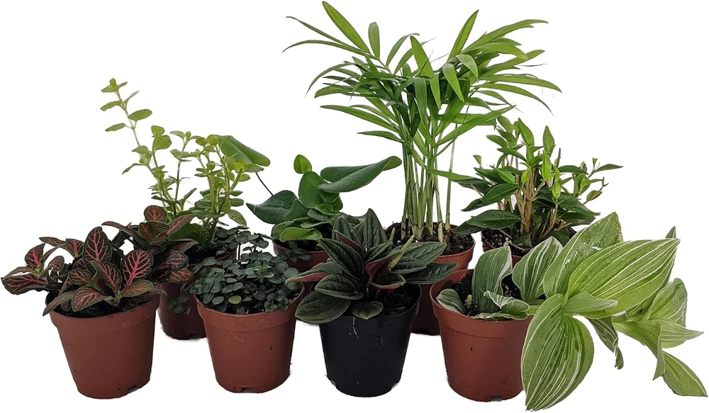 Terrarium & Fairy Garden Plants - 8 Live Plants, 2" Pots, Assorted - Image 1