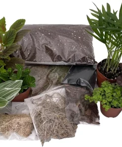 Terrarium Kit with 10 Live Terrarium Plants, 2-inch Pots, DIY Fairy Garden - Image 3