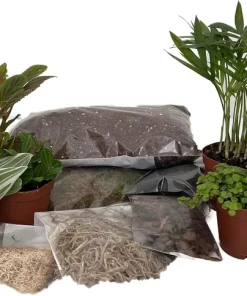 Terrarium Kit with 10 Live Terrarium Plants, 2-inch Pots, DIY Fairy Garden - Image 1