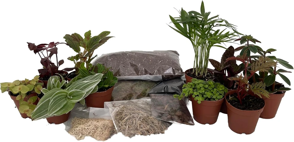 Terrarium Kit with 10 Live Terrarium Plants, 2-inch Pots, DIY Fairy Garden - Image 1