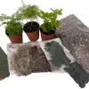 Terrarium Kit with 3 Live Mini Ferns in 2" Pots – DIY Garden Project - Image 1