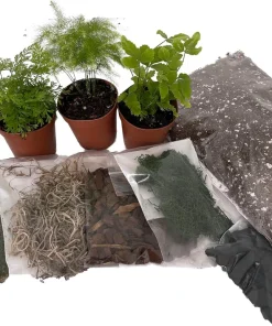 Terrarium Kit with 3 Live Mini Ferns in 2