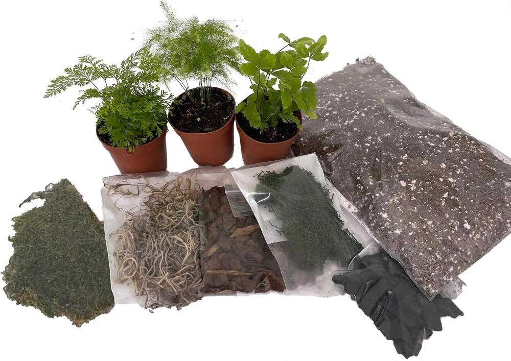 Terrarium Kit with 3 Live Mini Ferns in 2" Pots – DIY Garden Project - Image 1