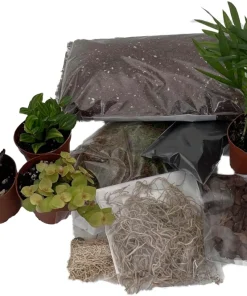 Terrarium Kit with 5 Live Plants – 2-inch Pots – DIY Indoor Garden - Image 2
