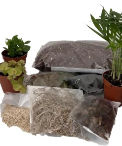 Terrarium Kit with 5 Live Plants – 2-inch Pots – DIY Indoor Garden - Image 1