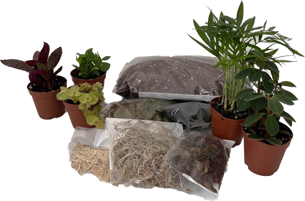 Terrarium Kit with 5 Live Plants – 2-inch Pots – DIY Indoor Garden - Image 1