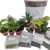 Terrarium Kit with 5 Live Terrarium Plants & 5 Mini Ferns - 10 Plants Total - Image 1