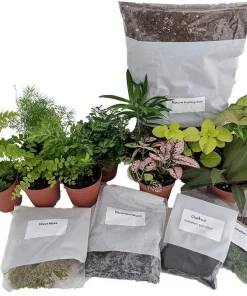 Terrarium Kit with 5 Live Terrarium Plants & 5 Mini Ferns - 10 Plants Total - Image 1