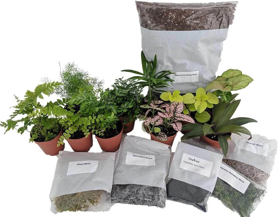 Terrarium Kit with 5 Live Terrarium Plants & 5 Mini Ferns - 10 Plants Total - Image 1