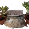 Terrarium Kit with 8 Live 2" Terrarium Plants – DIY Fairy Garden Supplies - Image 1