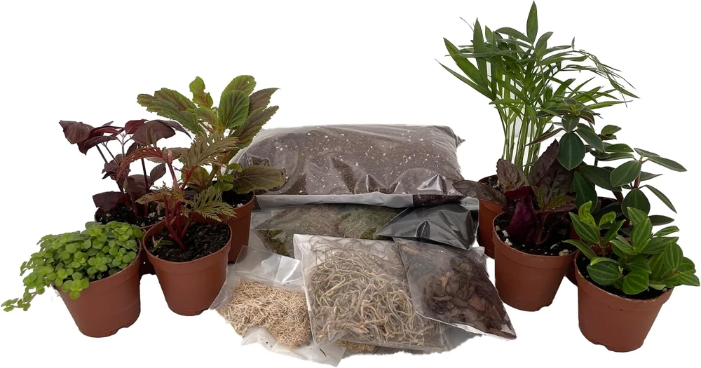 Terrarium Kit with 8 Live 2" Terrarium Plants – DIY Fairy Garden Supplies - Image 1