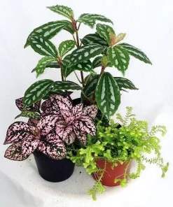 Terrarium Plants – Live Potted Houseplants – 3 Plants in 2 inch pots – Indoor - Image 2