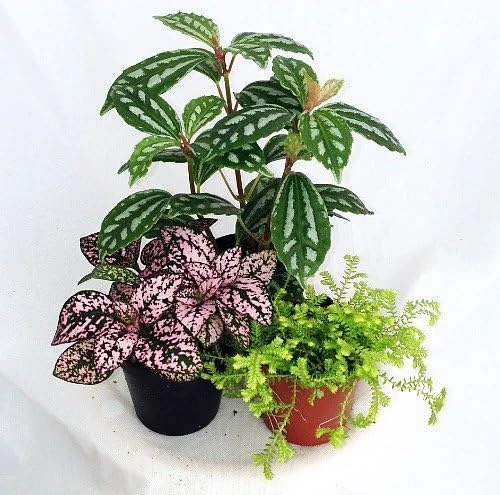 Terrarium Plants – Live Potted Houseplants – 3 Plants in 2 inch pots – Indoor - Image 2