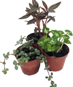 Terrarium Plants – Live Potted Houseplants – 3 Plants in 2 inch pots – Indoor - Image 3