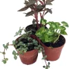 Terrarium Plants – Live Potted Houseplants – 3 Plants in 2 inch pots – Indoor - Image 1