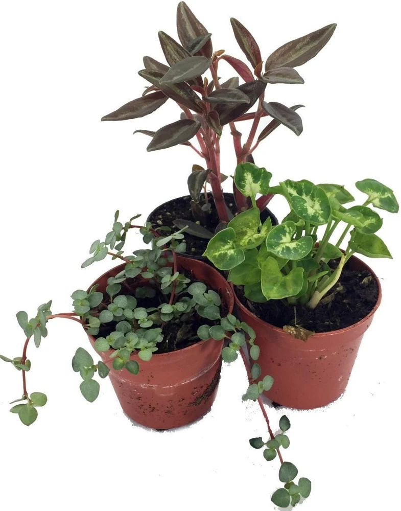Terrarium Plants – Live Potted Houseplants – 3 Plants in 2 inch pots – Indoor - Image 1