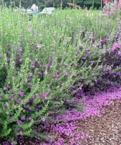 Texas Green Cloud Sage Live Plant – Salvia greggii – 1 Gallon Pot – Outdoor Shrub - Image 2