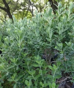 Texas Green Cloud Sage Live Plant – Salvia greggii – 1 Gallon Pot – Outdoor Shrub - Image 3
