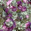 Texas Green Cloud Sage Live Plant – Salvia greggii – 1 Gallon Pot – Outdoor Shrub - Image 1