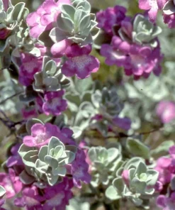Texas Green Cloud Sage Live Plant – Salvia greggii – 1 Gallon Pot – Outdoor Shrub - Image 1