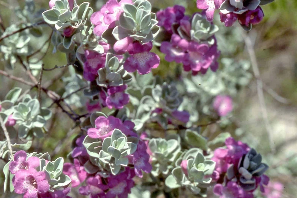 Texas Green Cloud Sage Live Plant – Salvia greggii – 1 Gallon Pot – Outdoor Shrub - Image 1