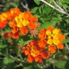 Texas Lantana Live Plant – Native Flowering Perennial – 1 Gallon Pot – Outdoor - Image 1