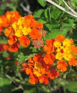 Texas Lantana Live Plant – Native Flowering Perennial – 1 Gallon Pot – Outdoor - Image 1