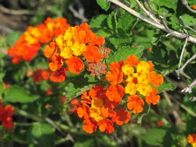 Texas Lantana Live Plant – Native Flowering Perennial – 1 Gallon Pot – Outdoor - Image 1