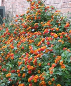 Texas Lantana Live Plant – Native Flowering Perennial – 1 Gallon Pot – Outdoor - Image 2