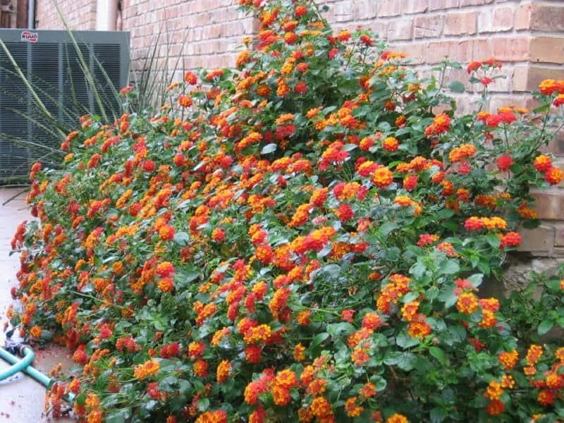 Texas Lantana Live Plant – Native Flowering Perennial – 1 Gallon Pot – Outdoor - Image 2