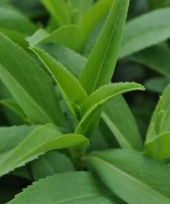 Texas Tarragon Live Plant - Tagetes lucida - 3 inch Pot - Culinary Herb - Image 2