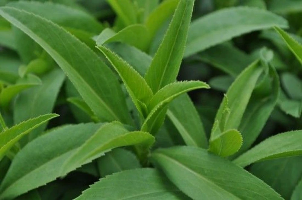 Texas Tarragon Live Plant - Tagetes lucida - 3 inch Pot - Culinary Herb - Image 2