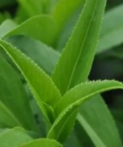 Texas Tarragon Live Plant - Tagetes lucida - 3 inch Pot - Culinary Herb - Image 3
