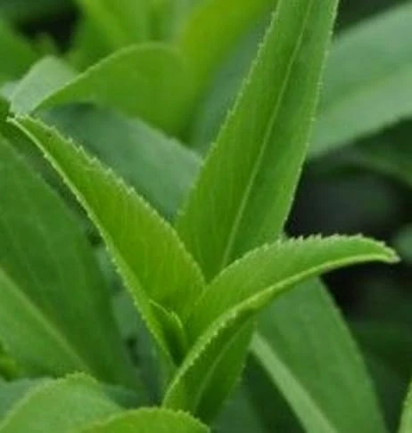 Texas Tarragon Live Plant - Tagetes lucida - 3 inch Pot - Culinary Herb - Image 3