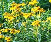 Texas Tarragon Live Plant - Tagetes lucida - 3 inch Pot - Culinary Herb - Image 4