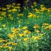 Texas Tarragon Live Plant - Tagetes lucida - 3 inch Pot - Culinary Herb - Image 1