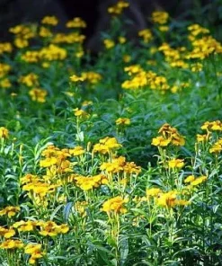 Texas Tarragon Live Plant - Tagetes lucida - 3 inch Pot - Culinary Herb - Image 1