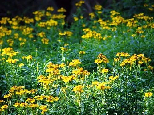 Texas Tarragon Live Plant - Tagetes lucida - 3 inch Pot - Culinary Herb - Image 1
