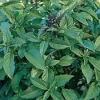 Thai Basil Herb Seeds - 100 Seeds, Culinary & Ornamental, Annual - Image 1
