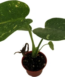 Thai Constellation Philodendron Live Plant – 2 inch Pot – Indoor Variegated Monstera - Image 2