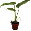 Thai Constellation Philodendron Live Plant – 2 inch Pot – Indoor Variegated Monstera - Image 1