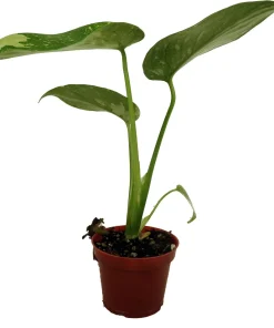 Thai Constellation Philodendron Live Plant – 2 inch Pot – Indoor Variegated Monstera - Image 1