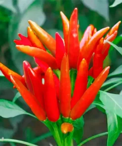Thai Hot Pepper Bird Chili Seeds - 50+ Non-GMO Capsicum frutescens Vegetable Seeds - Image 2
